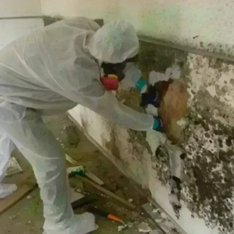 Mold Remediation and Removal in First Mesa, AZ